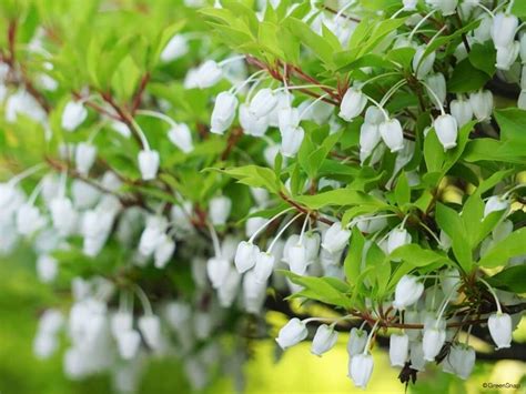 銅樹開花|ドウダンツツジの育て方｜植え替えや肥料の時期は？ 